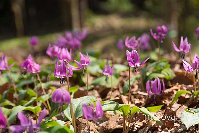 カタクリの花_c0085877_15441270.jpg