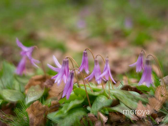 カタクリの花_c0085877_1544310.jpg