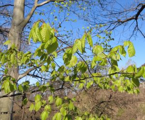 桜の開花に喜び、ブナの芽ぶきに悲しみ_e0148077_9352129.jpg