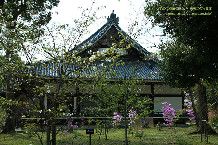 桜満開の仁和寺_a0318078_11263184.jpg