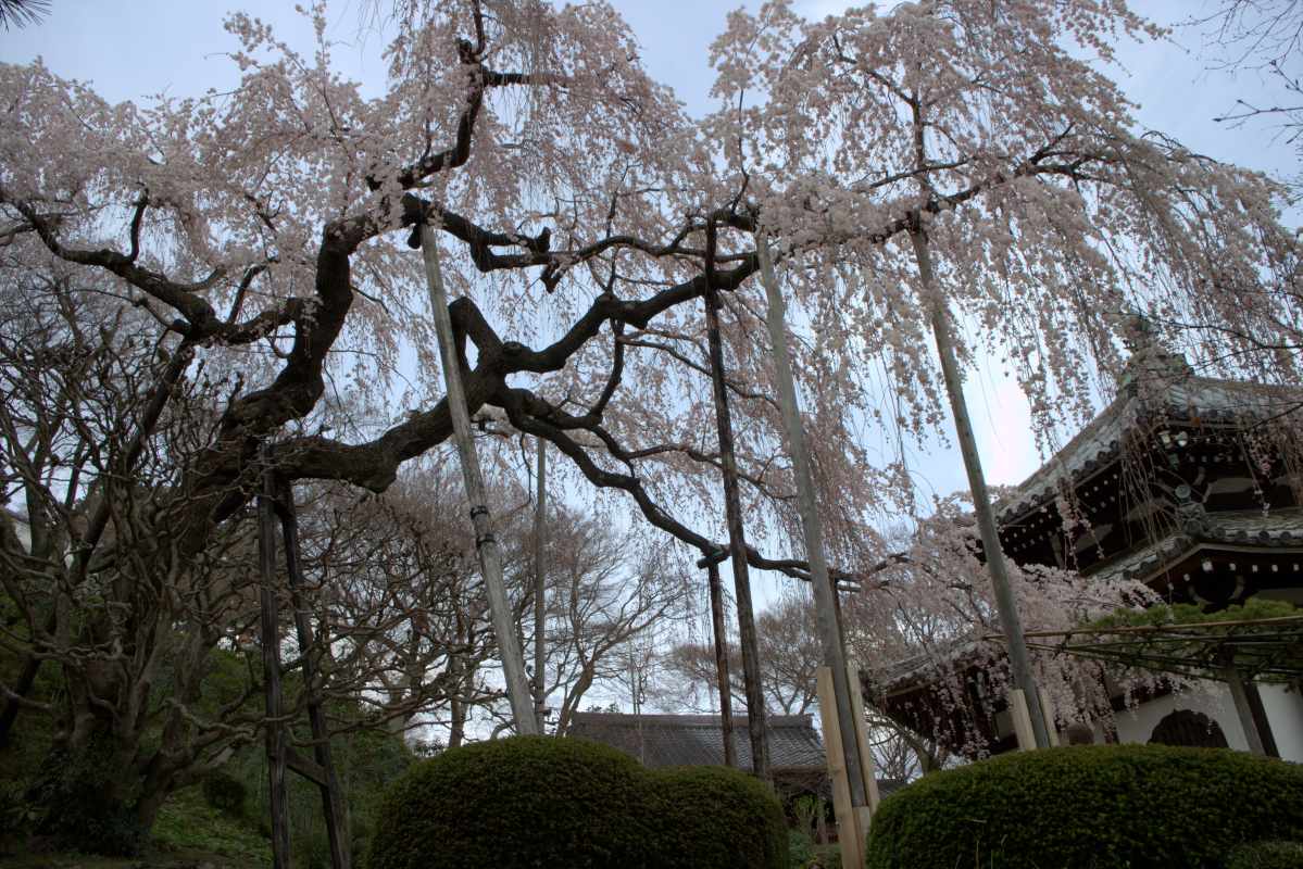 ２０１４　京都　桜　善峯寺_b0122979_0255898.jpg