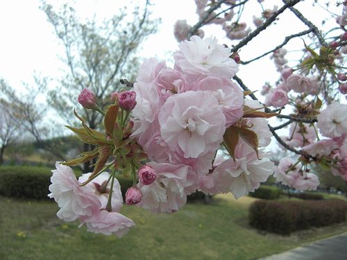 みどり色の桜_b0194979_21482573.jpg