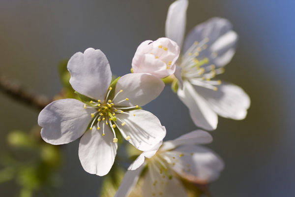 相の谷の桜。その3。_b0247880_54454.jpg