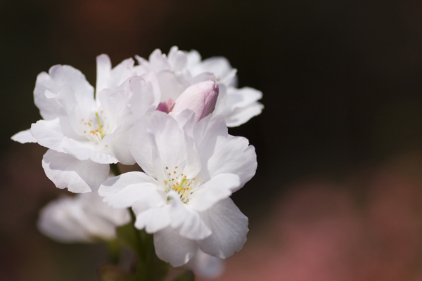 相の谷の桜。その3。_b0247880_55610.jpg