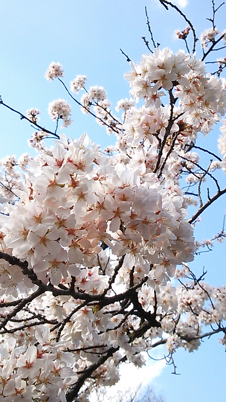 今年の桜_f0332188_15531558.jpg