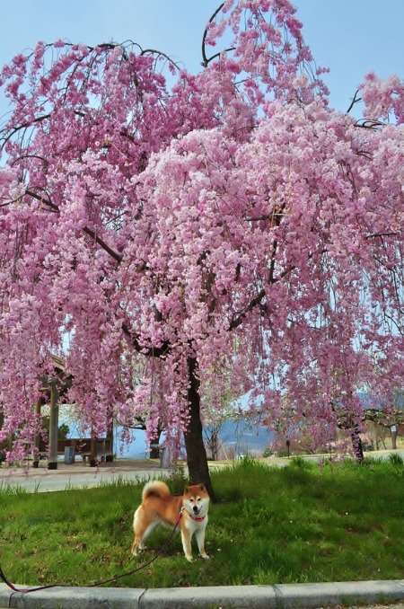 桃色の里 The land of peach trees._a0126590_22405736.jpg