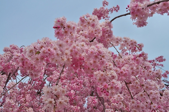 桃色の里 The land of peach trees._a0126590_22544987.jpg