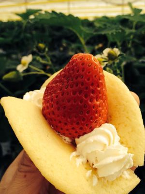 いちご遠足_a0134394_19335760.jpg