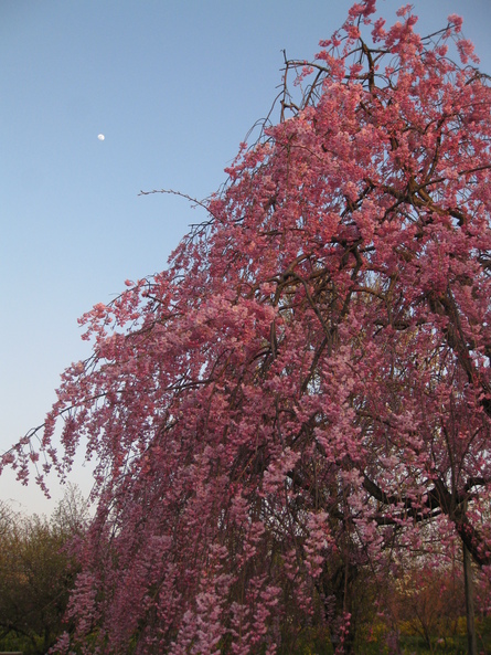 暮色の桜_f0281398_92655.jpg