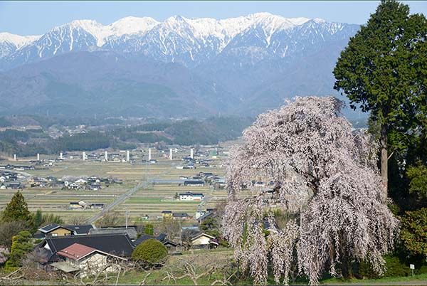 駒ヶ根市の桜・・_a0044202_20375458.jpg