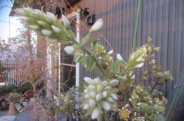 e0149405_1852547.jpg