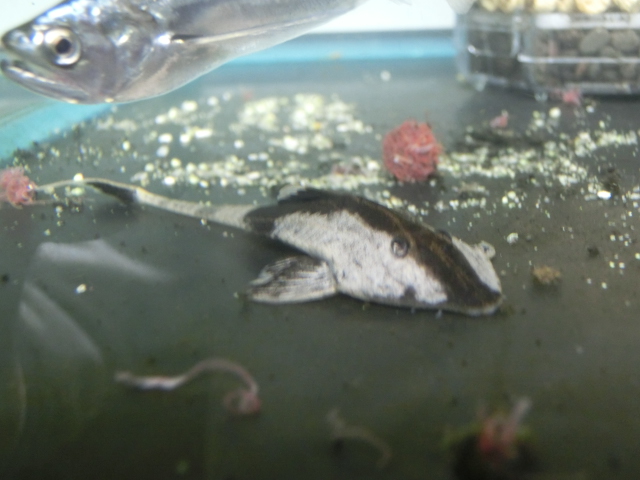 2014年熱帯魚入荷情報!Vol.10 (4/8~4/11)_b0141806_012565.jpg