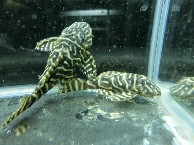 2014年熱帯魚入荷情報!Vol.10 (4/8~4/11)_b0141806_0133762.jpg