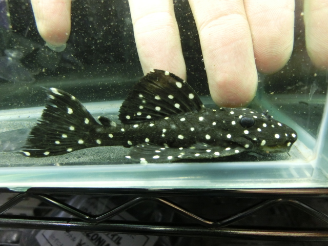 2014年熱帯魚入荷情報!Vol.10 (4/8~4/11)_b0141806_0152285.jpg