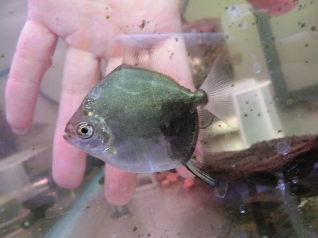 2014年熱帯魚入荷情報!Vol.10 (4/8~4/11)_b0141806_0181781.jpg