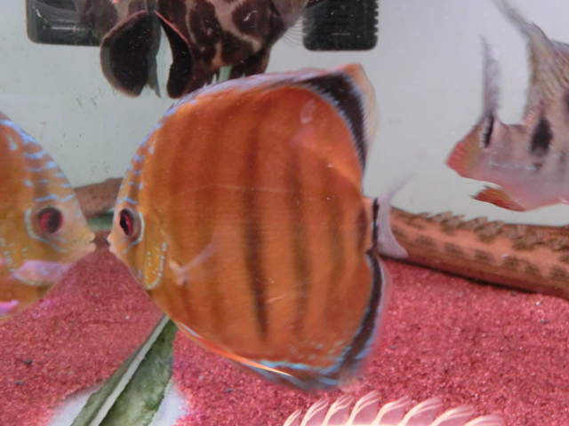2014年熱帯魚入荷情報!Vol.10 (4/8~4/11)_b0141806_0184633.jpg