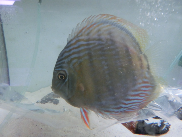 2014年熱帯魚入荷情報!Vol.10 (4/8~4/11)_b0141806_0193153.jpg