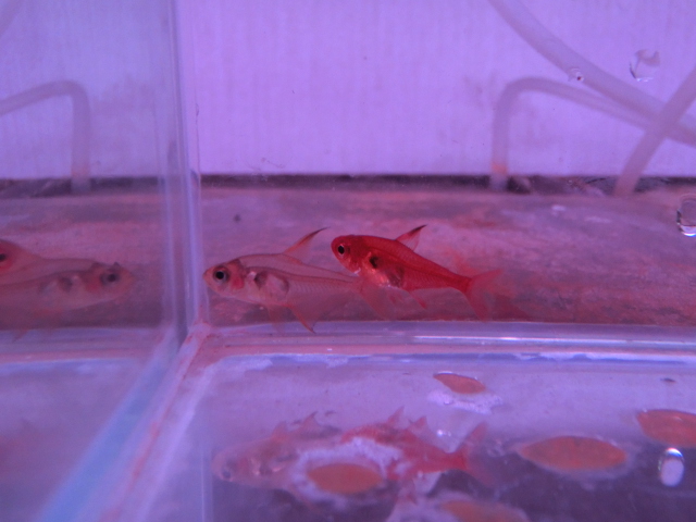 2014年熱帯魚入荷情報!Vol.10 (4/8~4/11)_b0141806_094371.jpg