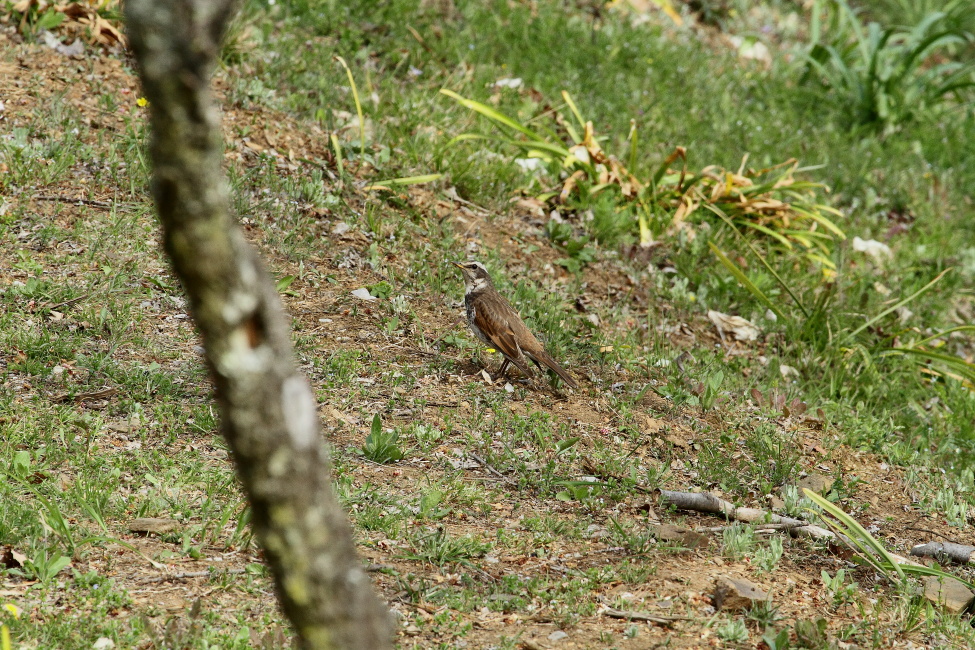 ツグミ_b0190710_23304874.jpg