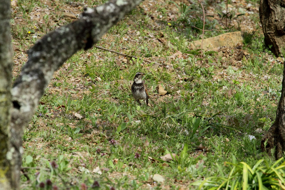 ツグミ_b0190710_23311927.jpg
