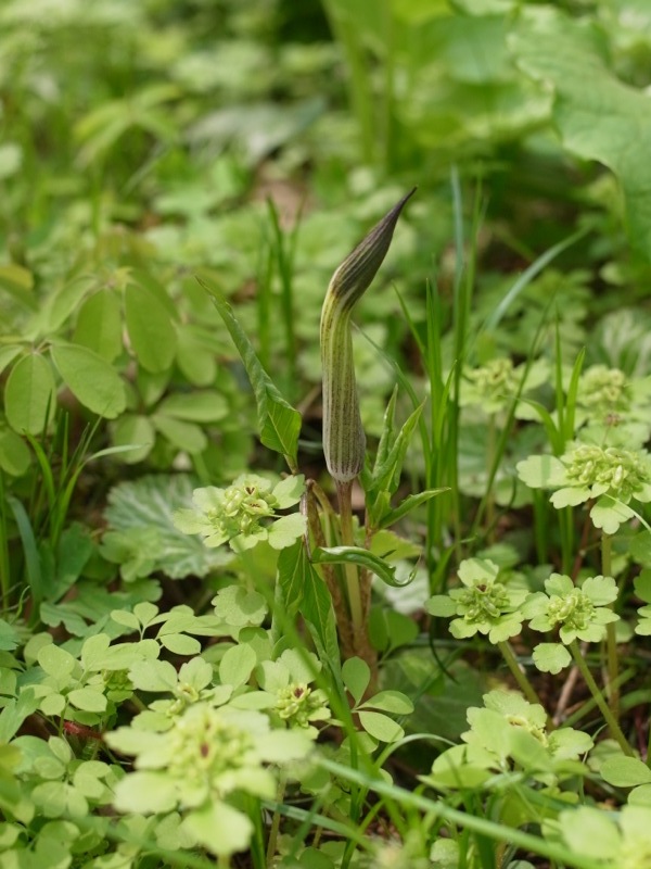 千間山のカタクリと二輪草と色々_e0276411_23330167.jpg