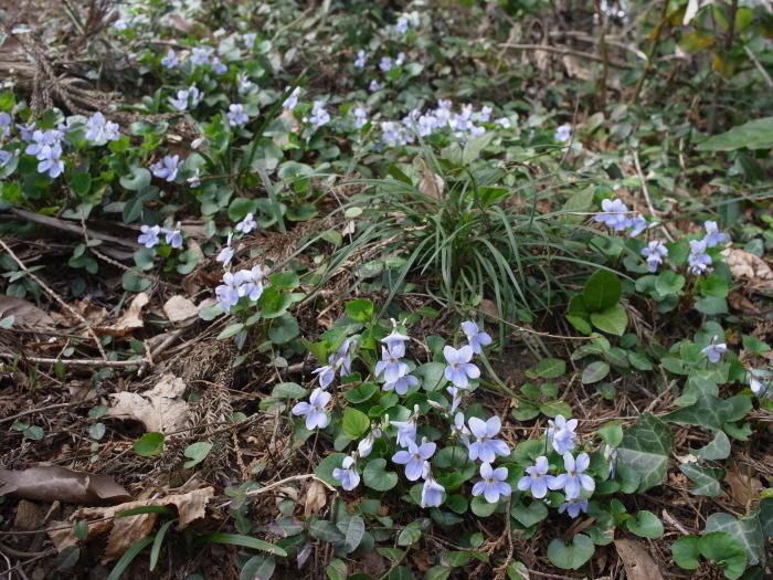 千間山のカタクリと二輪草と色々_e0276411_23343049.jpg