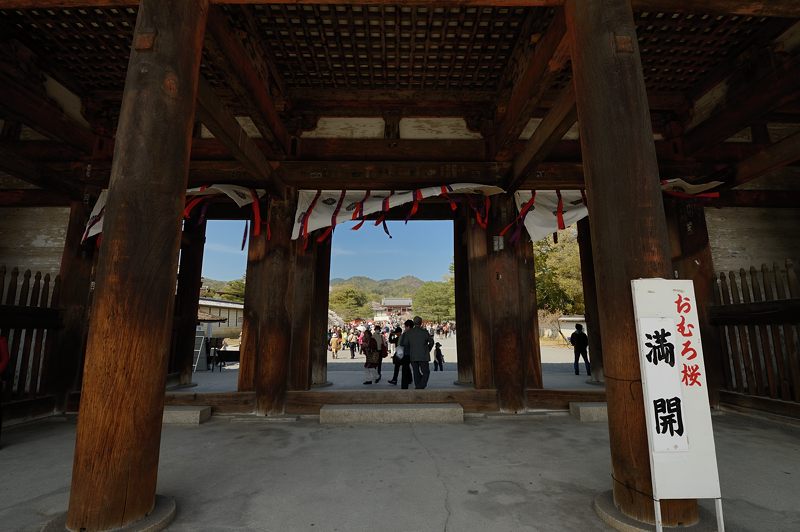 桜巡り・仁和寺　御室桜_f0032011_19413797.jpg