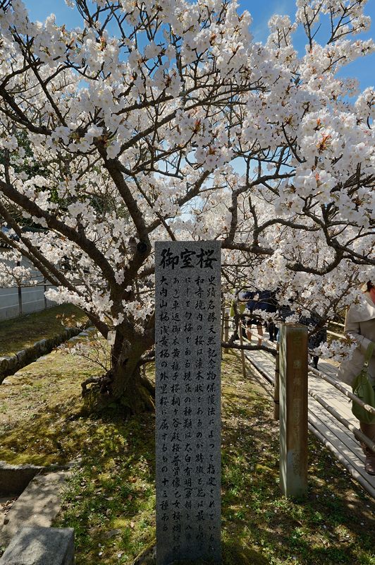 桜巡り・仁和寺　御室桜_f0032011_19423760.jpg