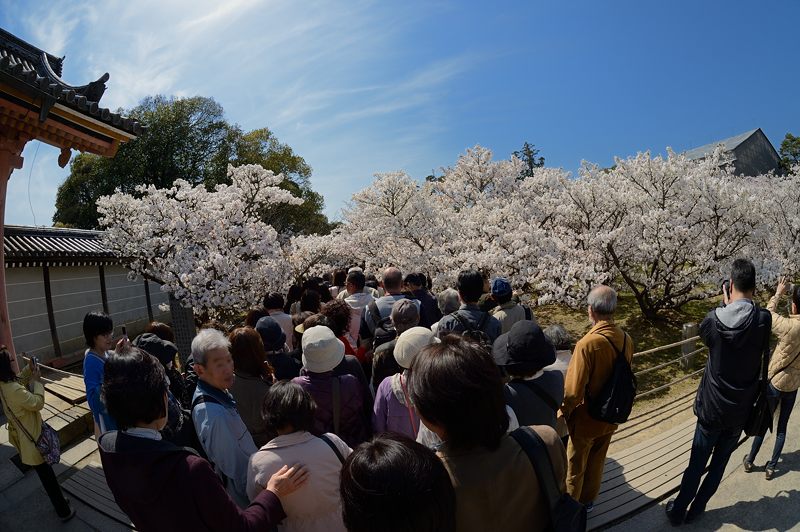 桜巡り・仁和寺　御室桜_f0032011_19424621.jpg