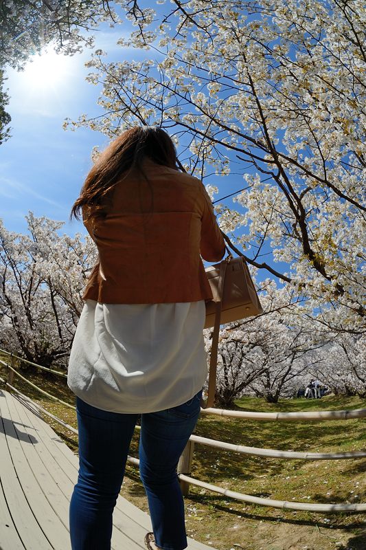 桜巡り・仁和寺　御室桜_f0032011_19433966.jpg