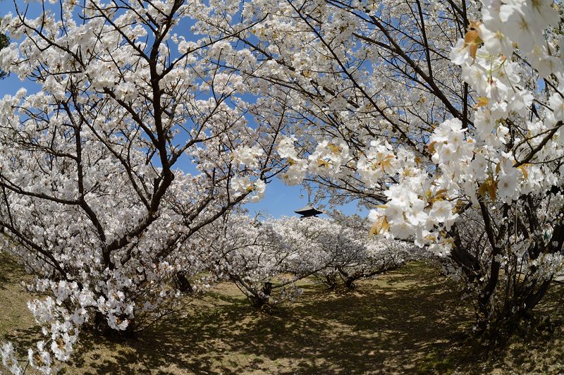 桜巡り・仁和寺　御室桜_f0032011_19435133.jpg