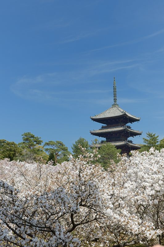 桜巡り・仁和寺　御室桜_f0032011_19441280.jpg