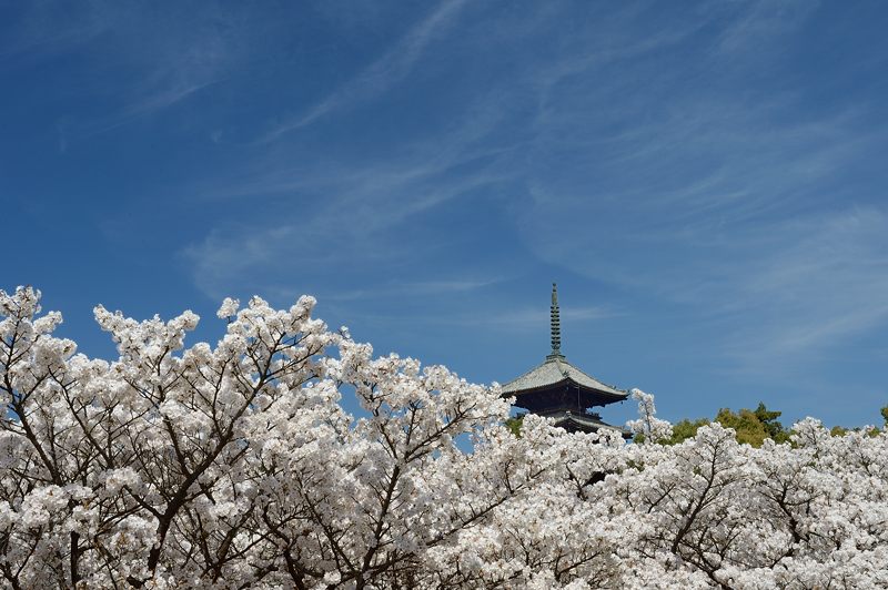 桜巡り・仁和寺　御室桜_f0032011_1944130.jpg