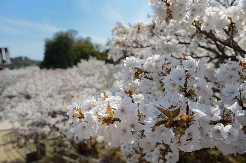 桜巡り・仁和寺　御室桜_f0032011_19442282.jpg