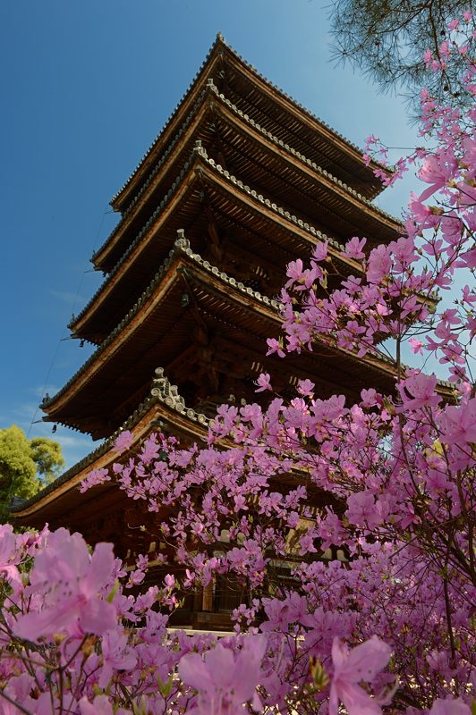 桜巡り・仁和寺　御室桜_f0032011_1945184.jpg