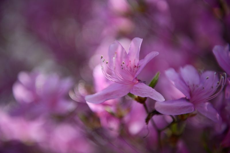 桜巡り・仁和寺　御室桜_f0032011_1945950.jpg