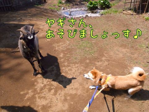 f0329311_045740.jpg
