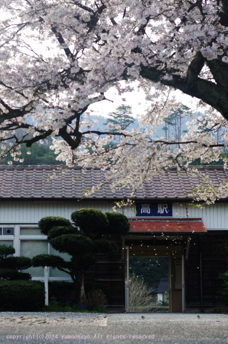 桜の散り際_d0309612_2253429.jpg