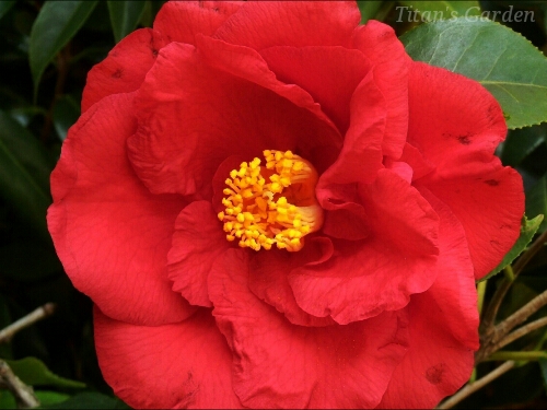 Camellia japonica \'Grand Slam\'_b0099813_19463.jpg