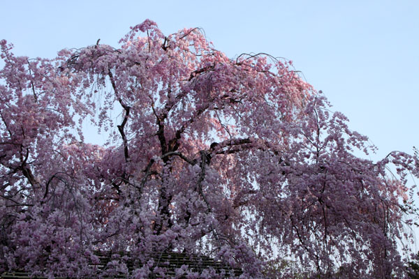 2014花めぐり40 斉王桜_e0048413_19391870.jpg
