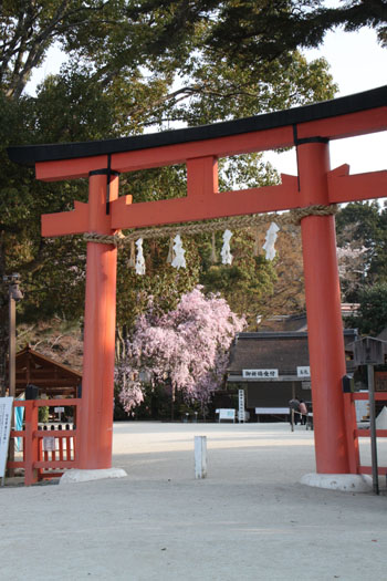 2014花めぐり40 斉王桜_e0048413_19394777.jpg