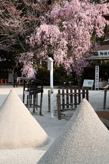 2014花めぐり40 斉王桜_e0048413_1940269.jpg
