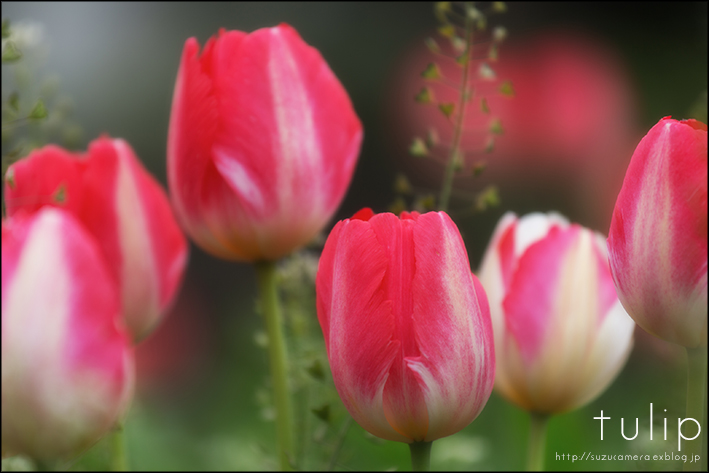 花づくし_f0100215_06464.jpg