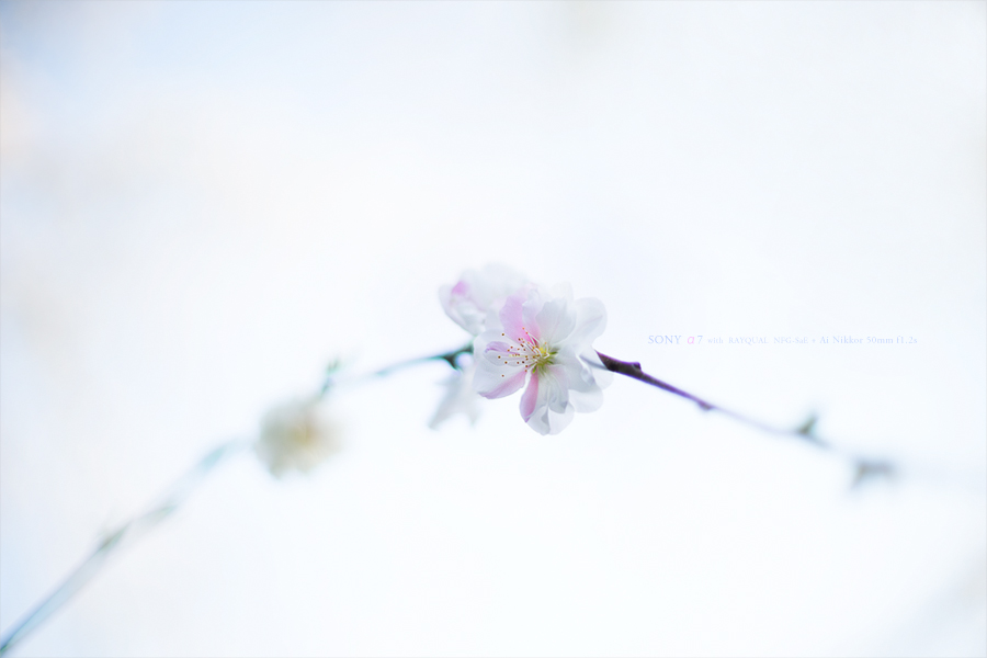 SONY α7 スナップ #101_e0117517_23492157.jpg