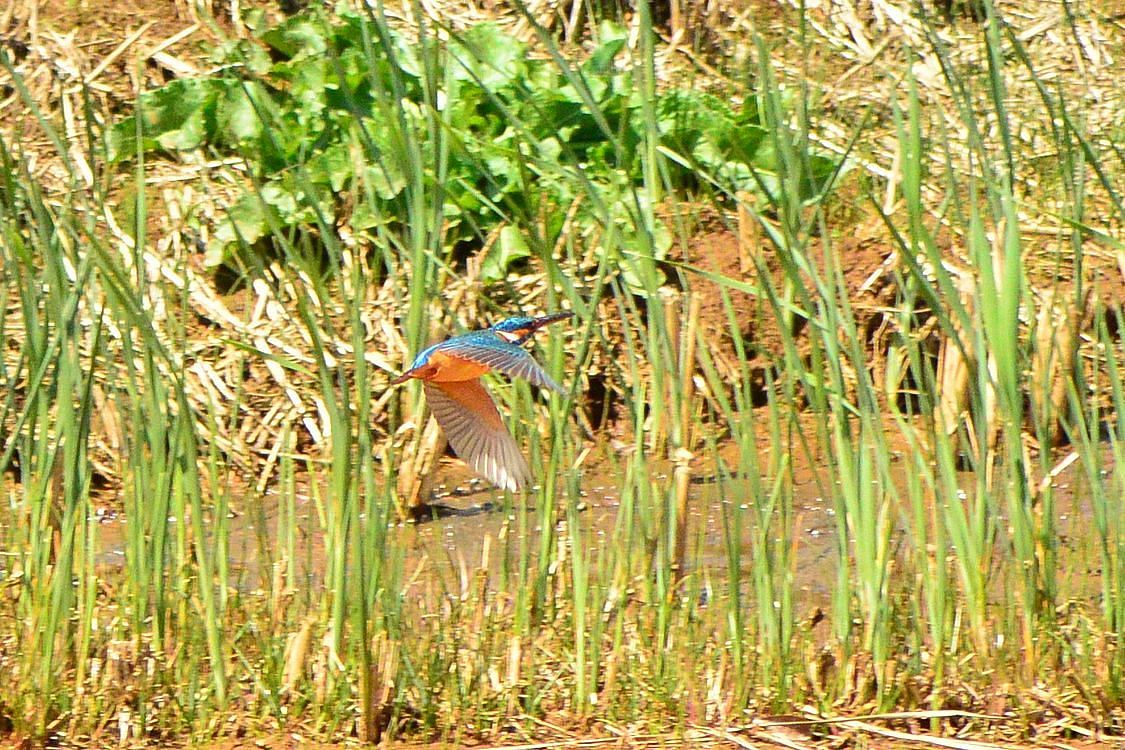 カワセミ横っ飛び_a0031821_16411368.jpg