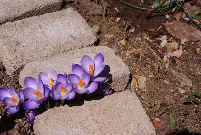 f0170524_2124142.jpg