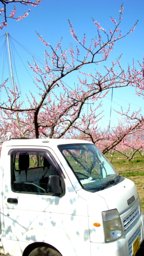 桃源郷は、花盛り_f0325525_15090504.jpg