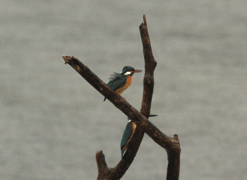 雨の日の野鳥観察_a0124530_21434528.jpg