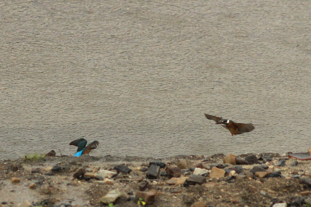 雨の日の野鳥観察_a0124530_21442229.jpg