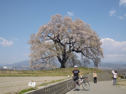 山高神代桜⇐ライド!!_f0304030_2112412.jpg